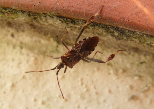 Coreidae: Leptoglossus occidentalis a Grosseto